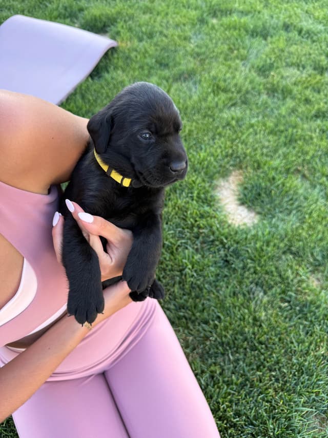 Labrador Retriever Puppies media 7