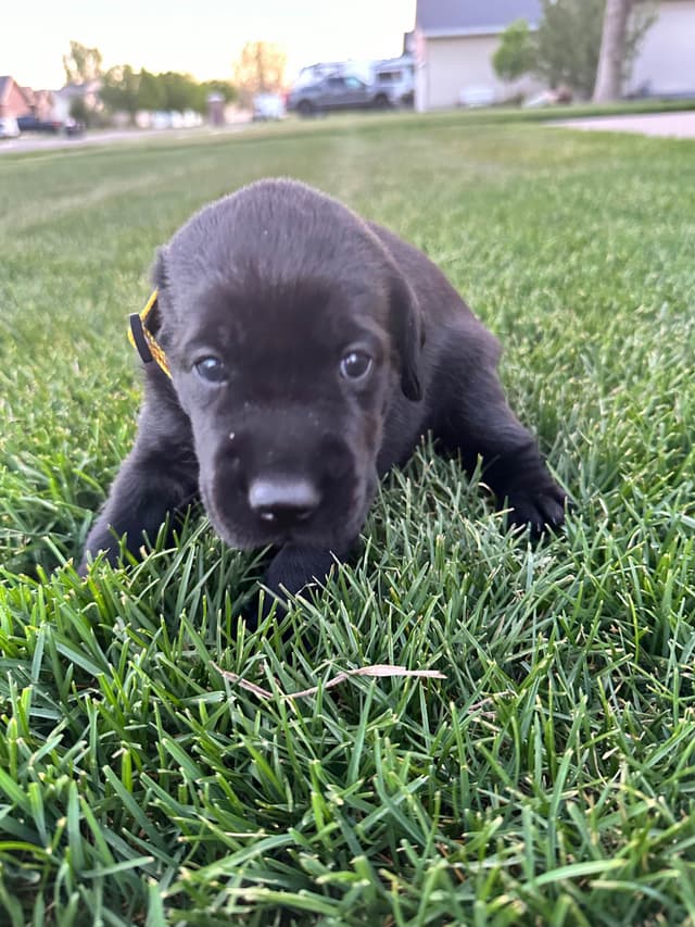 Labrador Retriever Puppies media 8