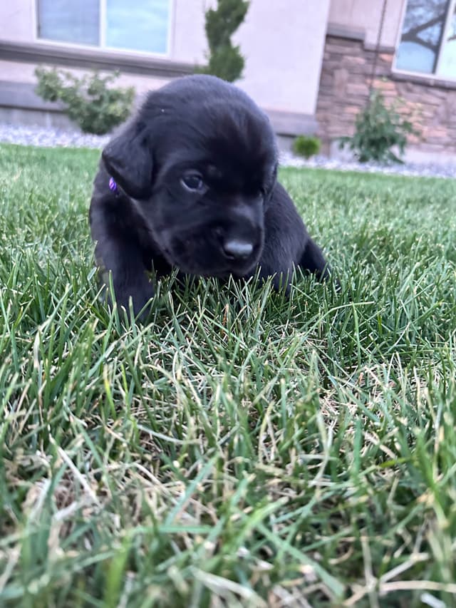 Labrador Retriever Puppies media 11