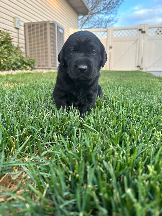 Labrador Retriever Puppies media 9
