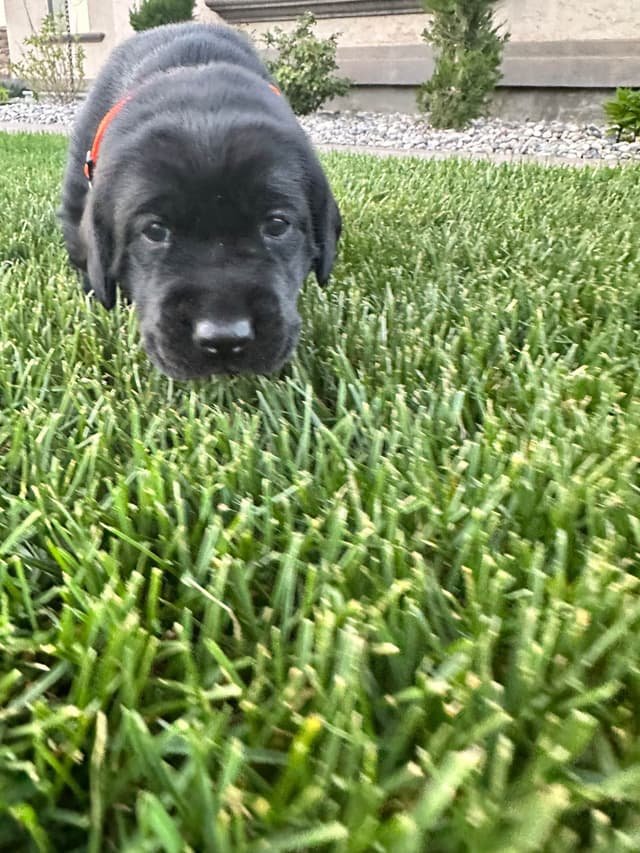 Labrador Retriever Puppies media 10