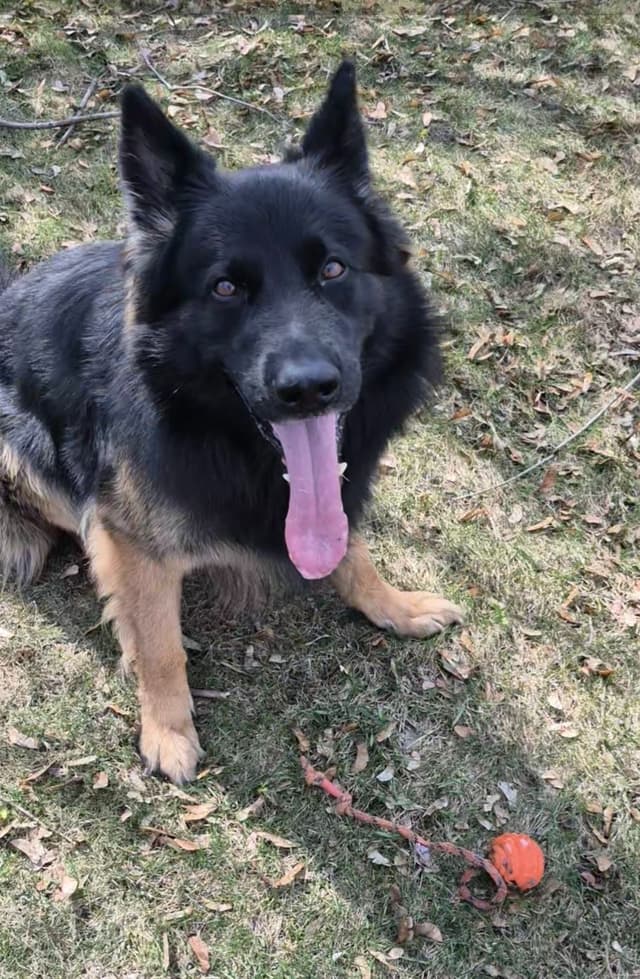 Long Coat German Shepherd Puppies media 5
