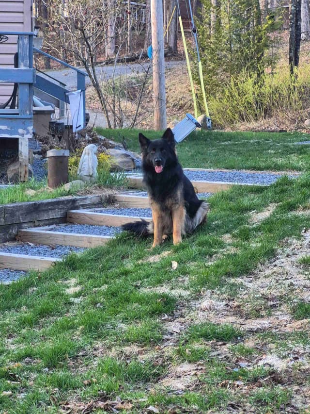 Long Coat German Shepherd Puppies media 7