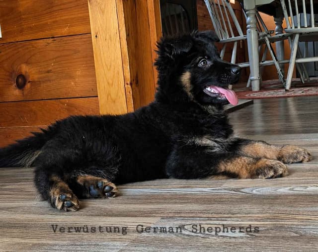 Long Coat German Shepherd Puppies media 2