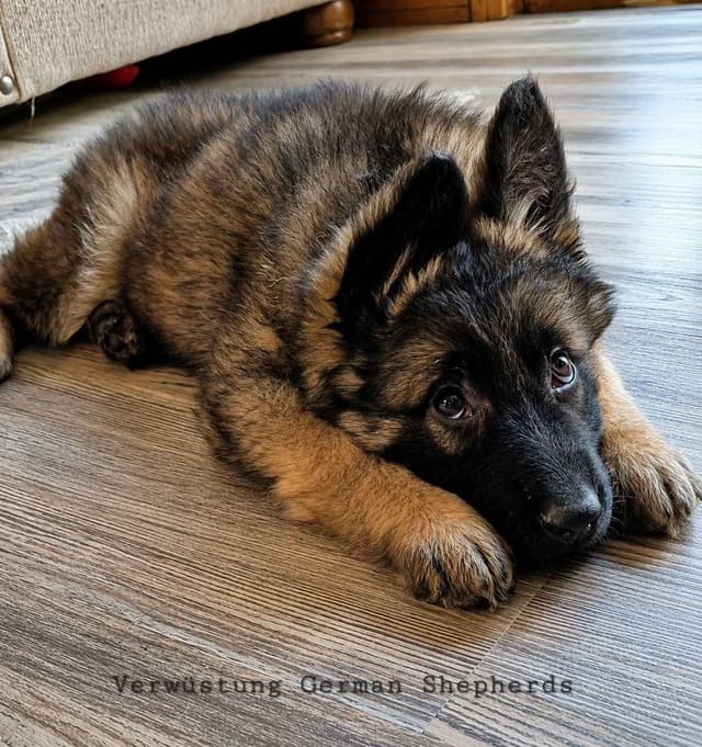 Long Coat German Shepherd Puppies media 4