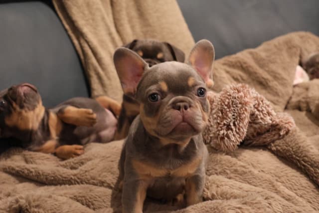 French Bulldog Puppies media 4