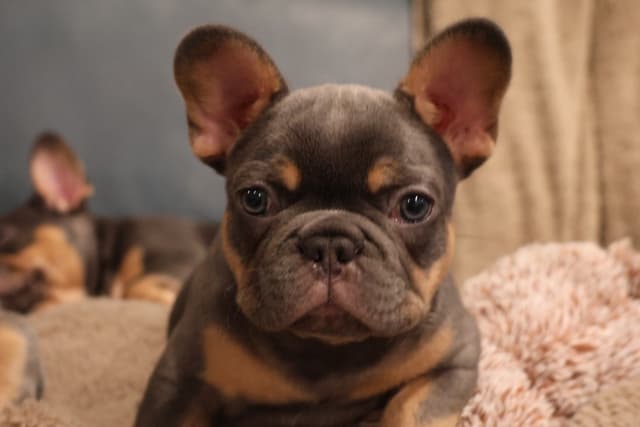 French Bulldog Puppies media 3