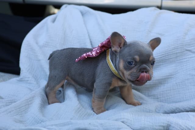 French Bulldog Puppies media 5