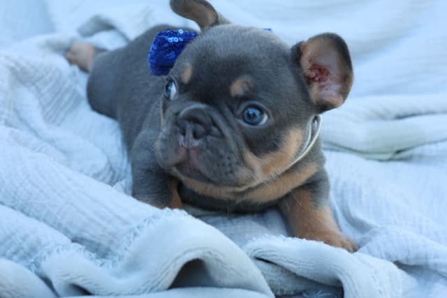 French Bulldog Puppies media 2