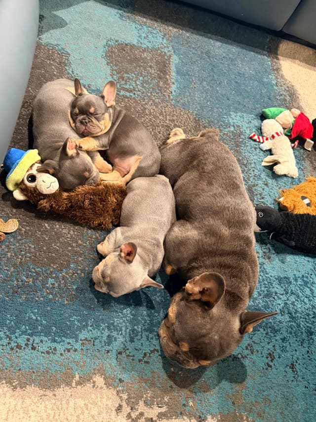 French Bulldog Puppies media 7
