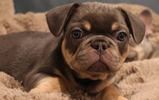 French Bulldog Puppies media 6
