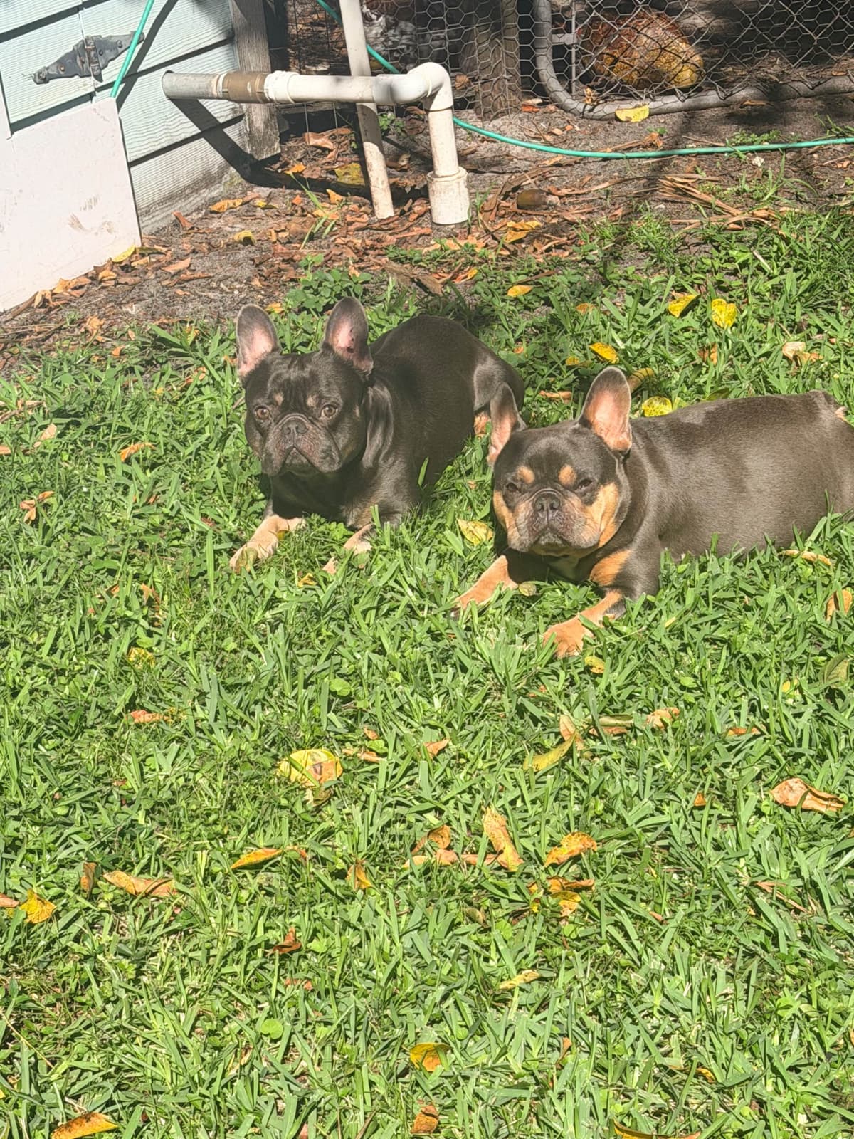 French Bulldog Puppies breeder image 1