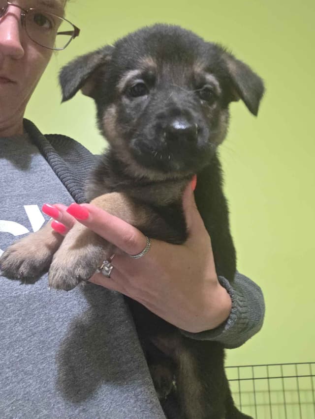 German Shepherd Dog Puppies media 2