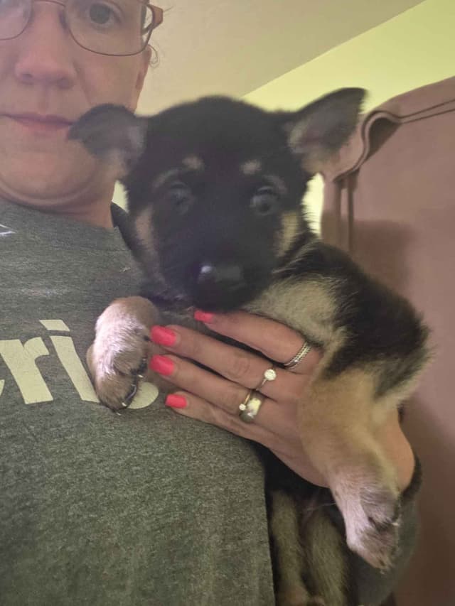 German Shepherd Dog Puppies media 3