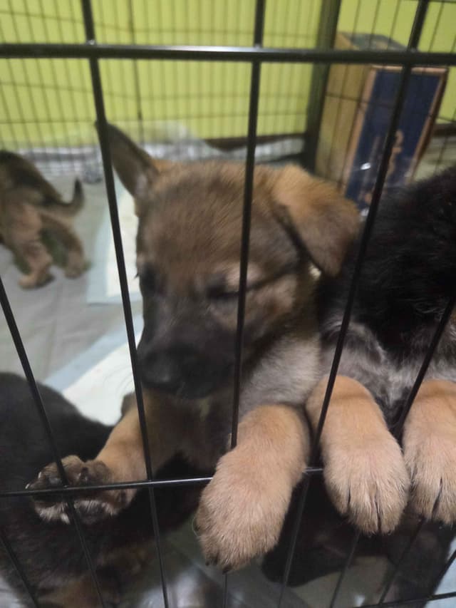 German Shepherd Dog Puppies media 4