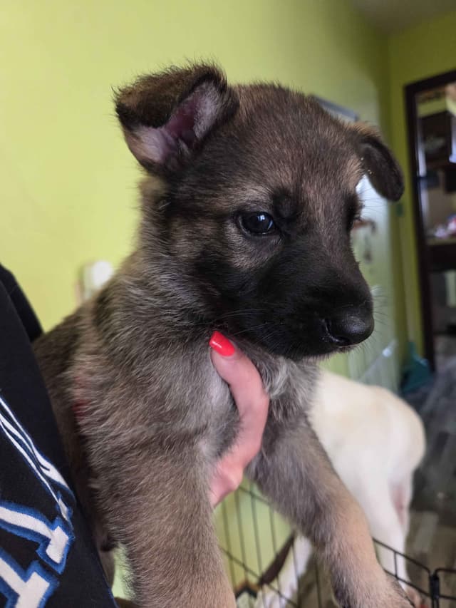 German Shepherd Dog Puppies media 6