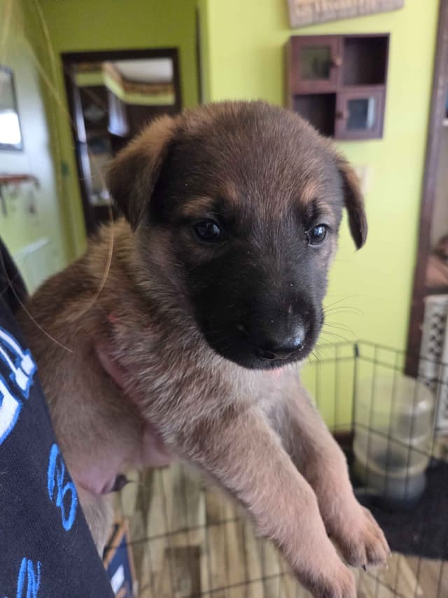 German Shepherd Dog Puppies media 5