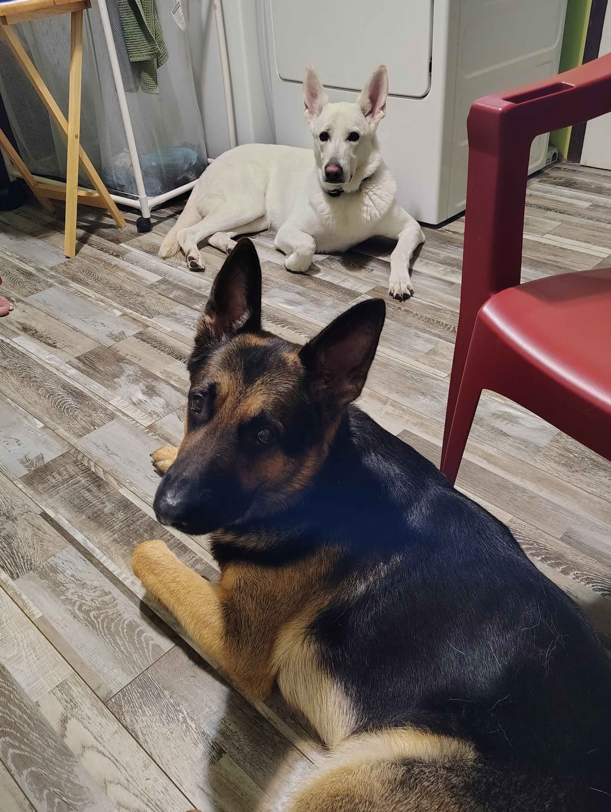 German Shepherd Dog Puppies breeder image 2