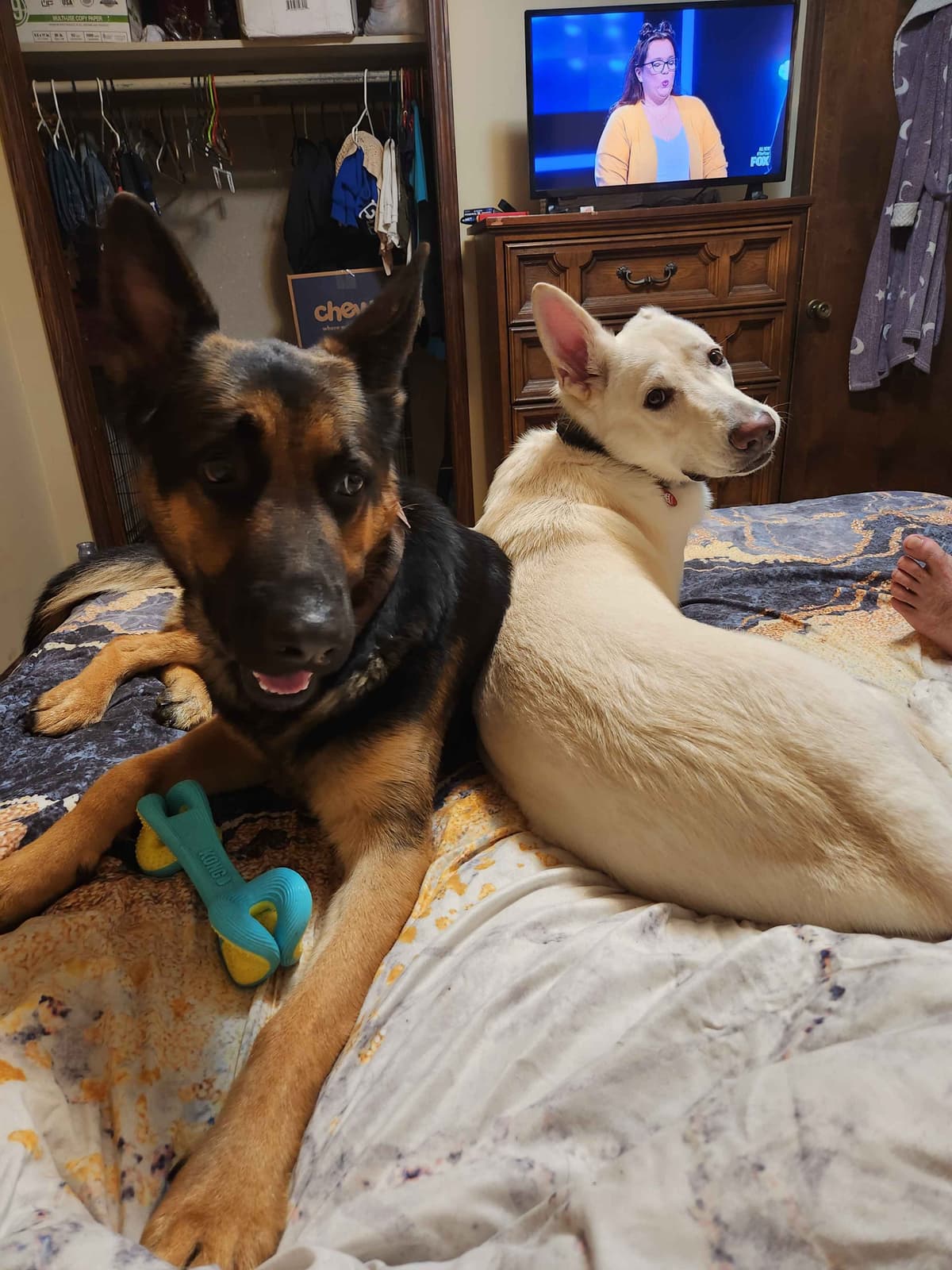 German Shepherd Dog Puppies breeder image 4