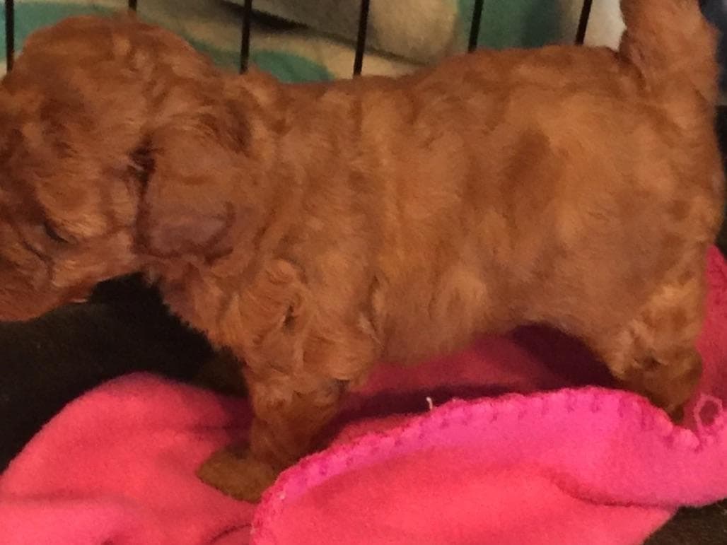 Cocker Spaniel Puppies breeder image 2