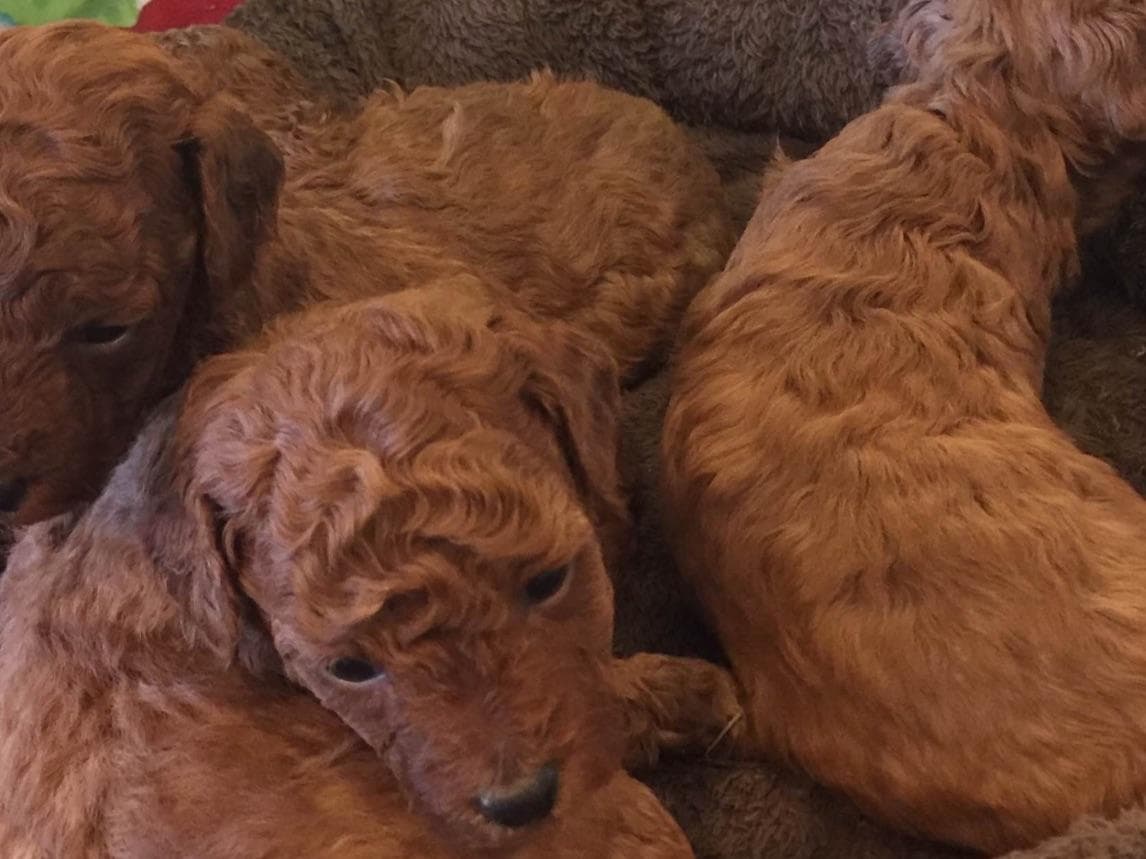 Cocker Spaniel Puppies breeder image 1