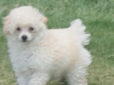 Cocker Spaniel Puppies breeder image 3