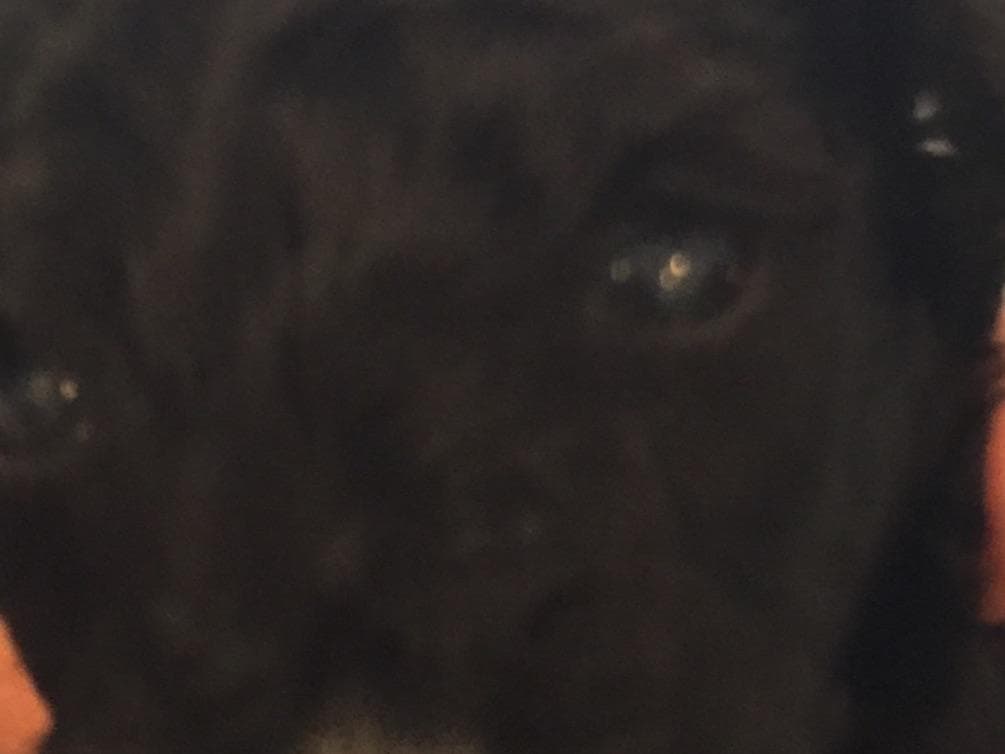 Cocker Spaniel Puppies breeder image 5