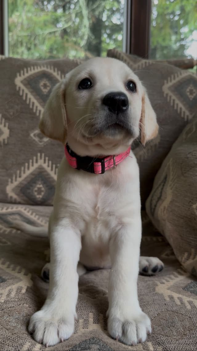 Labrador Retriever Puppies media 3