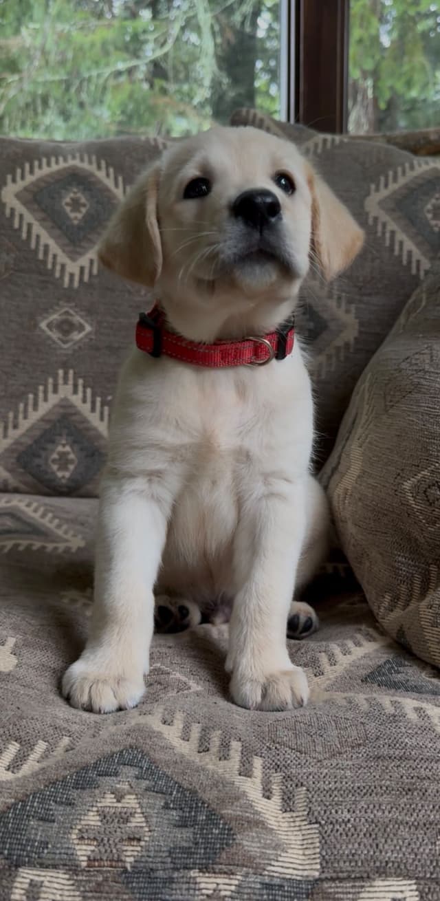 Labrador Retriever Puppies media 2