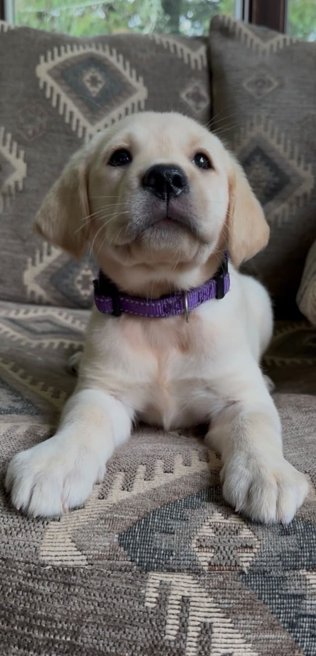 Labrador Retriever Puppies media 4