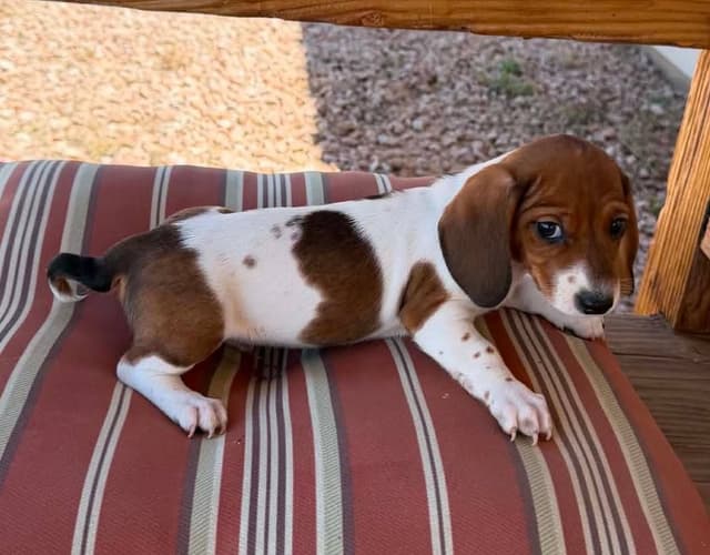 Dachshund Puppies media 5