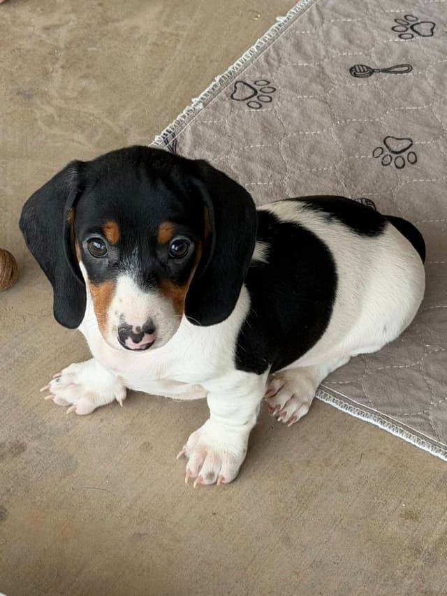 Dachshund Puppies media 3