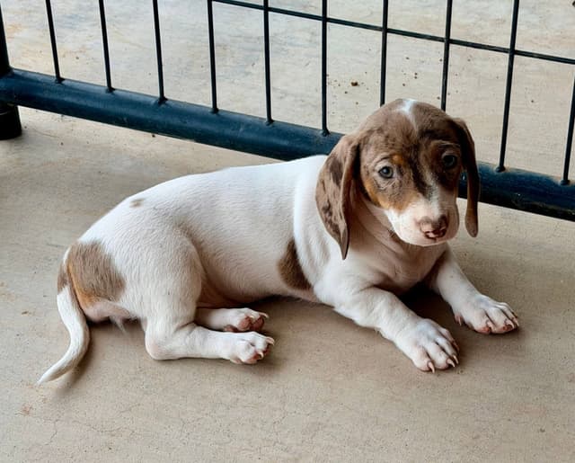 Dachshund Puppies media 4