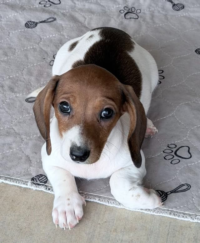 Dachshund Puppies media 2