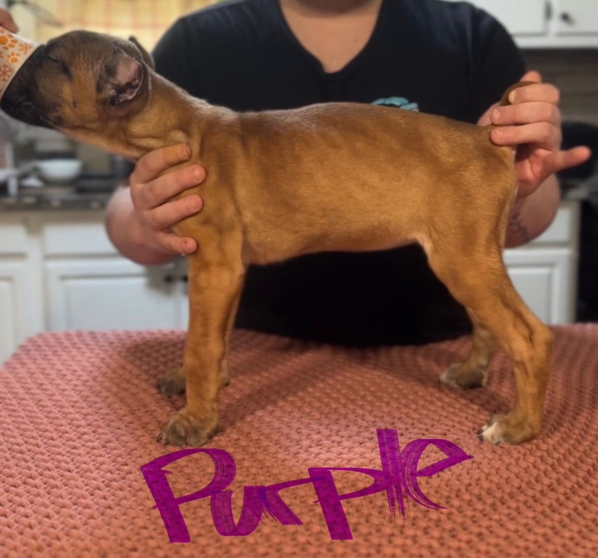 Cane Corso Puppies breeder image 1