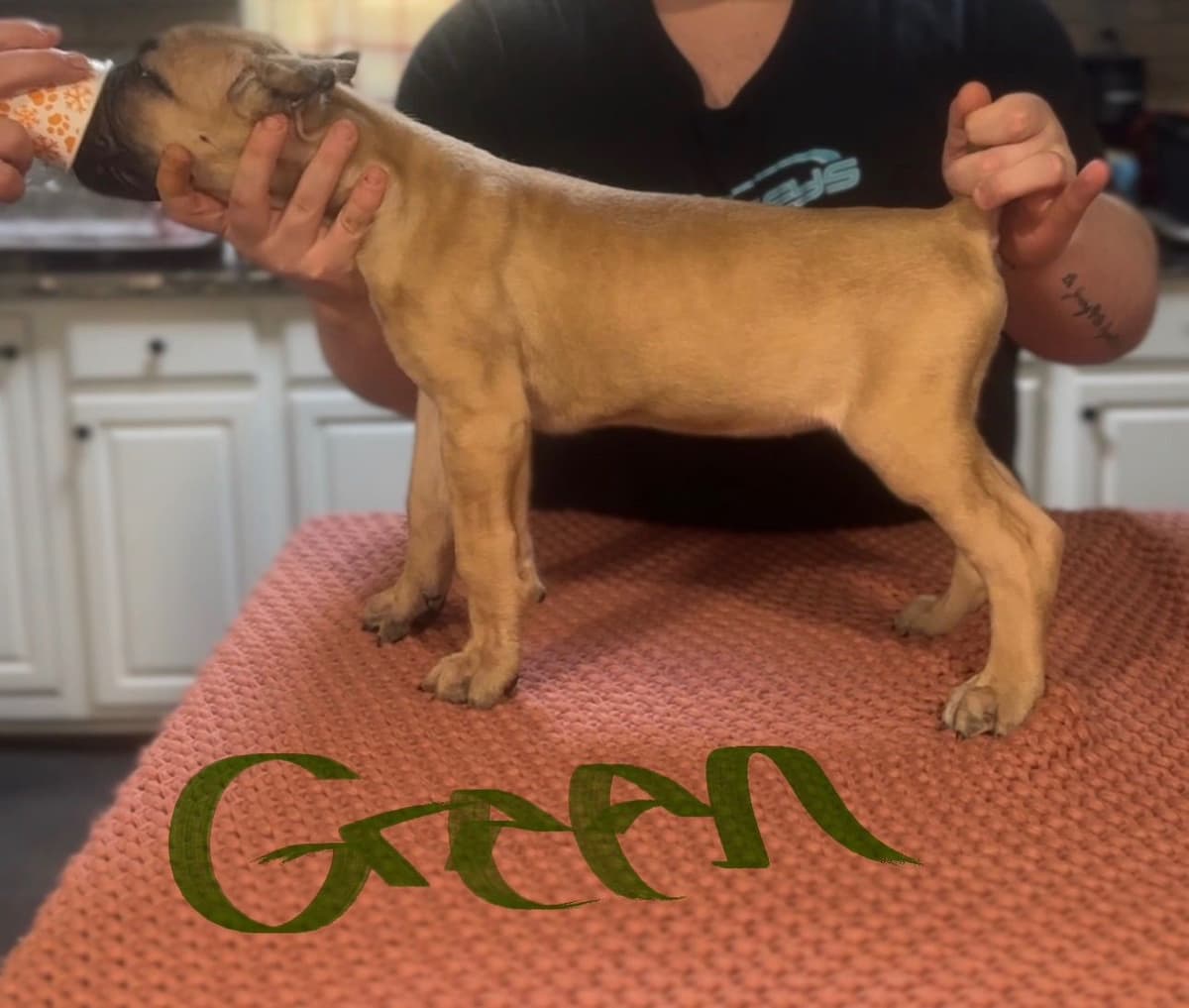 Cane Corso Puppies breeder image 2