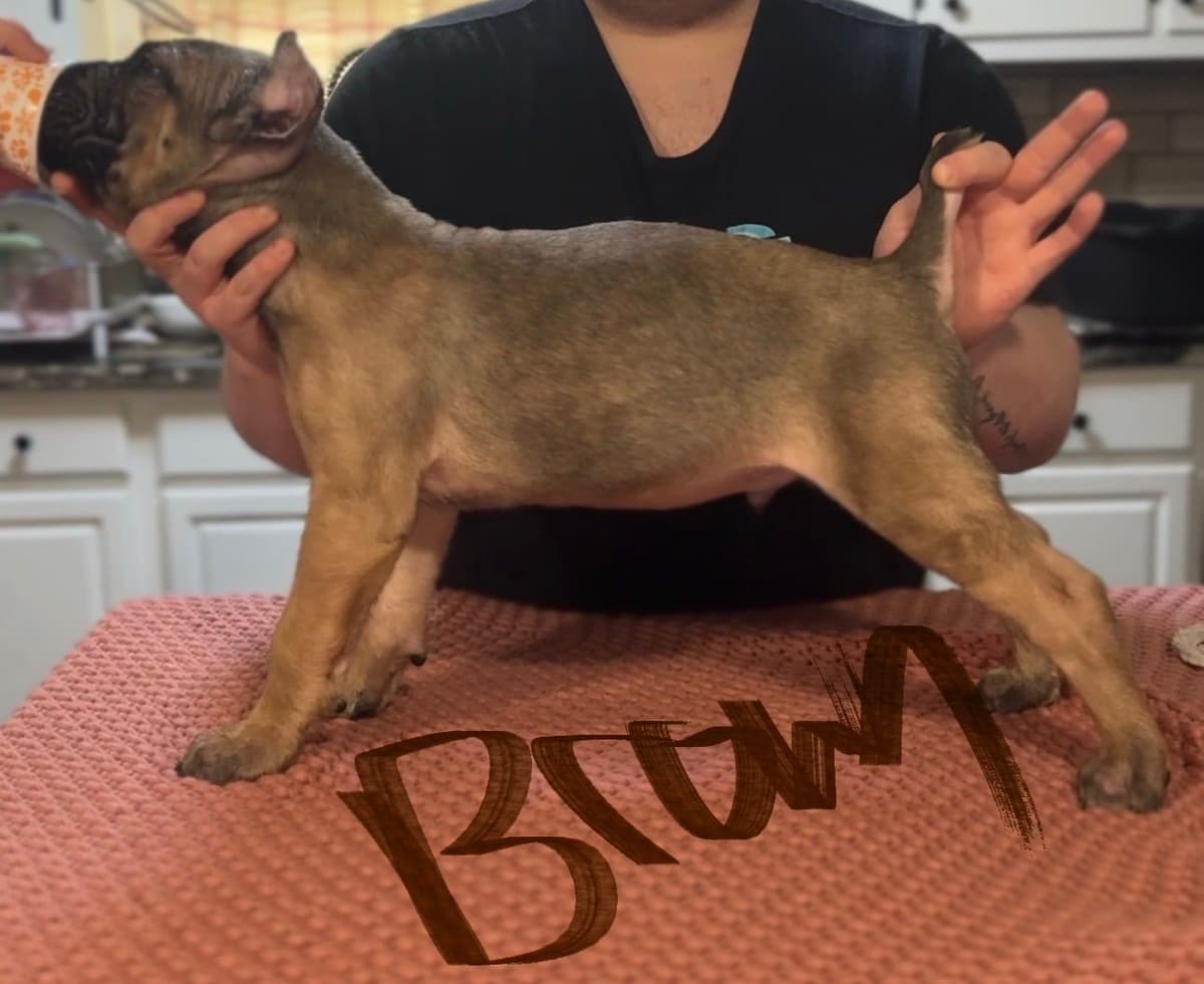 Cane Corso Puppies breeder image 4
