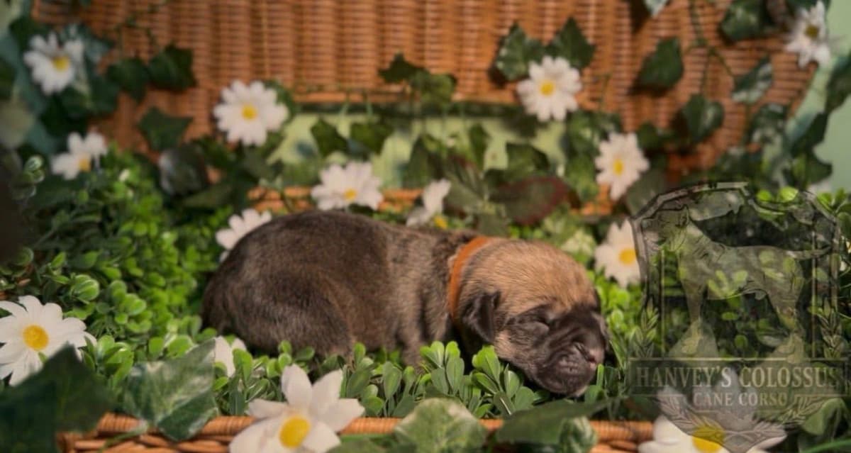 Cane Corso Puppies breeder image 9