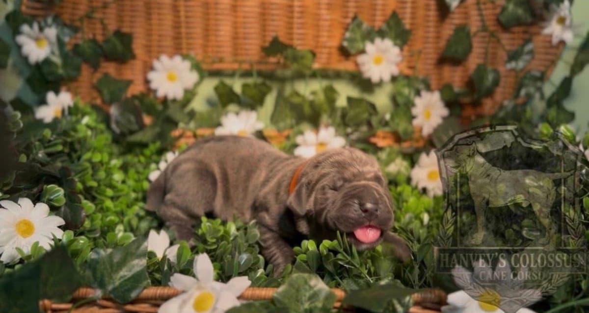Cane Corso Puppies breeder image 8