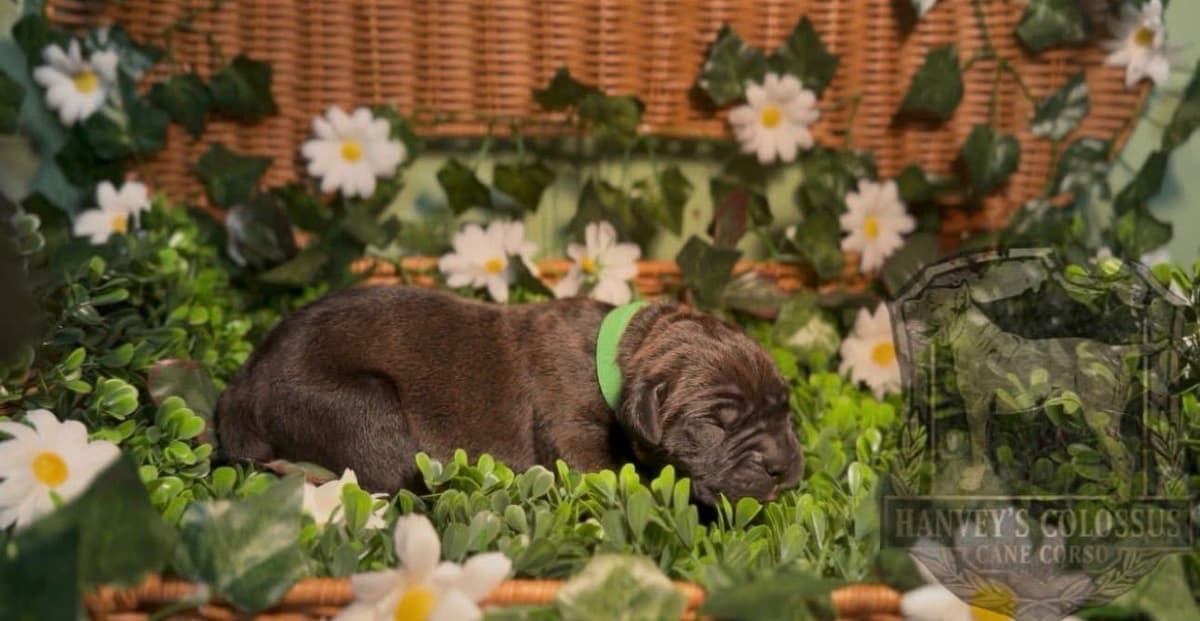 Cane Corso Puppies breeder image 12