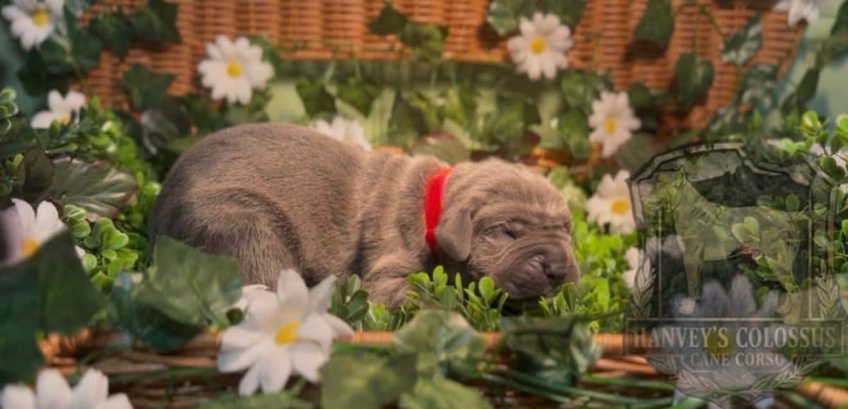 Cane Corso Puppies breeder image 14