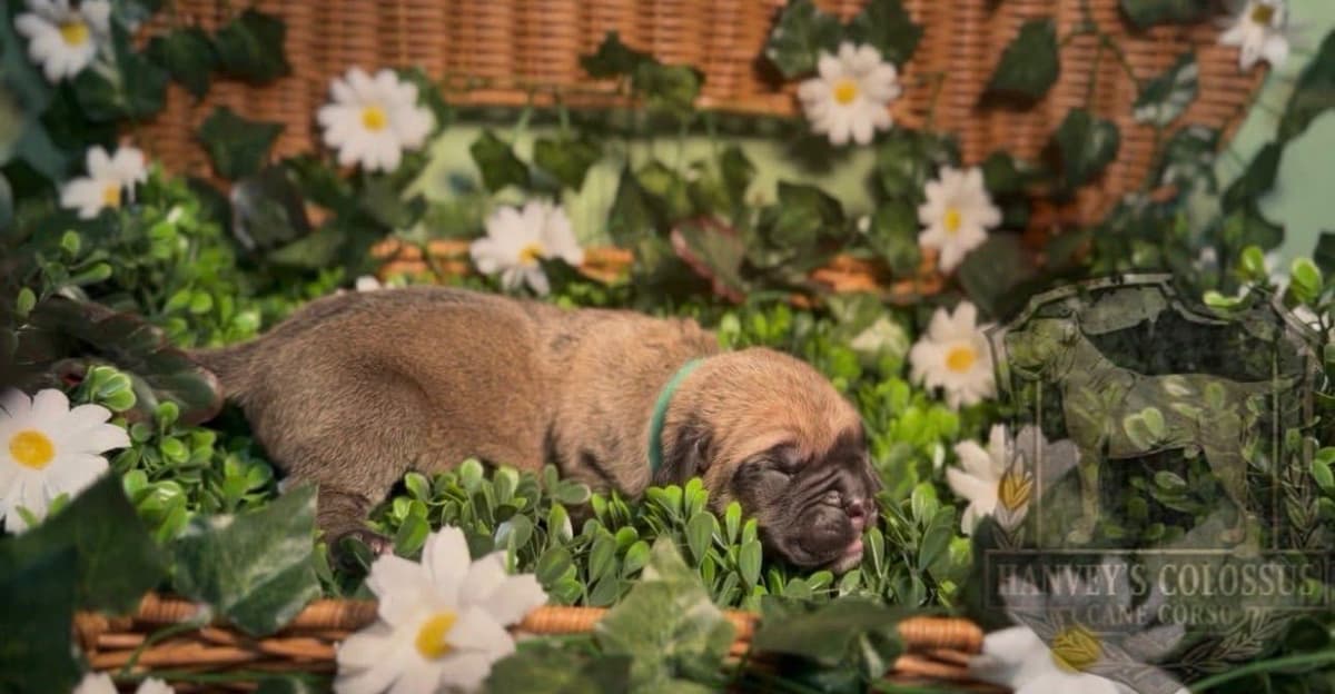 Cane Corso Puppies breeder image 11