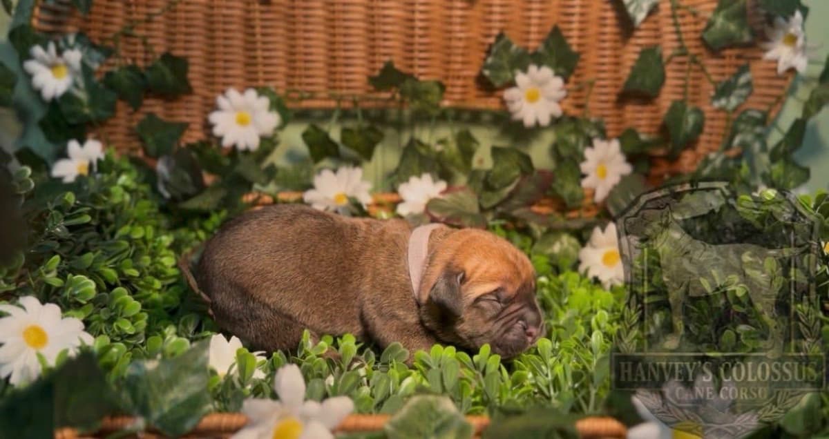 Cane Corso Puppies breeder image 13