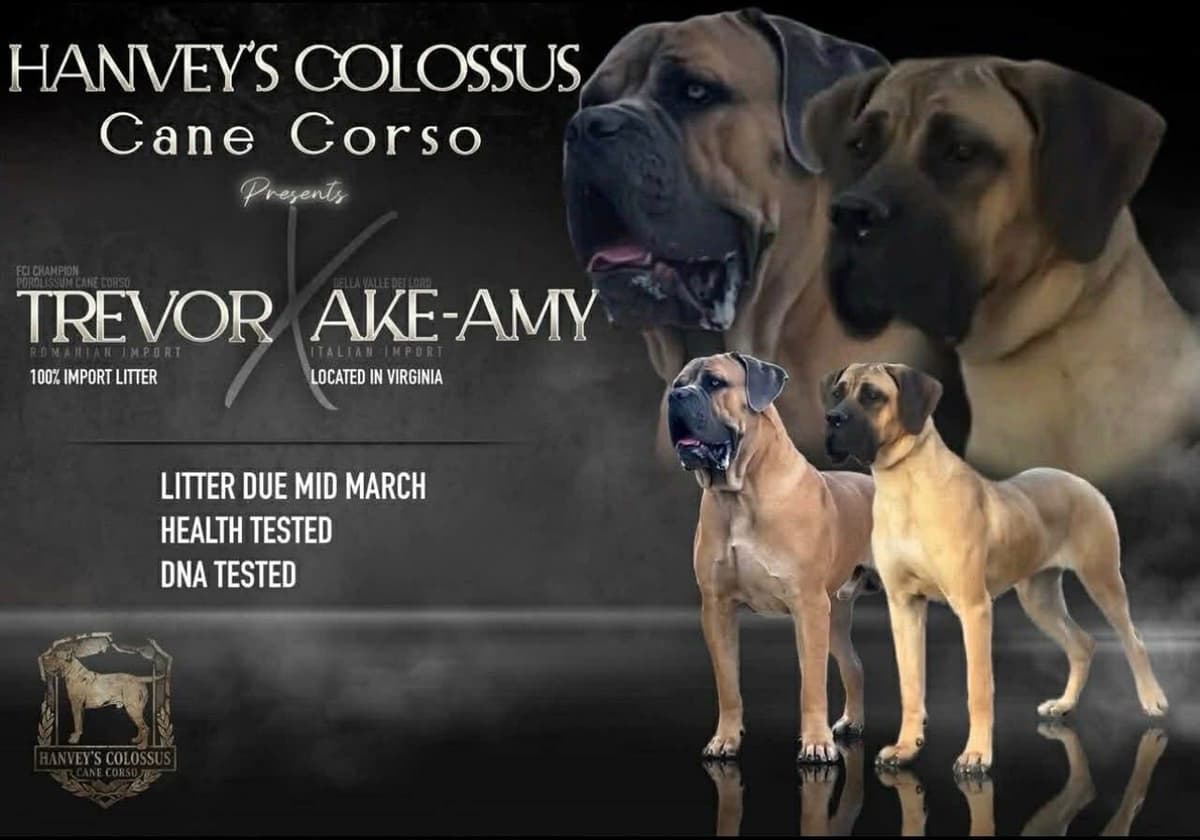 Cane Corso Puppies breeder image 15