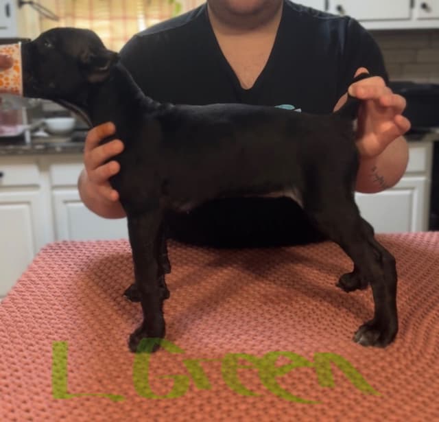 Cane Corso Puppies media 4