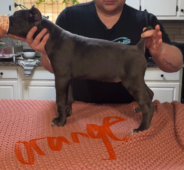 Cane Corso Puppies media 6