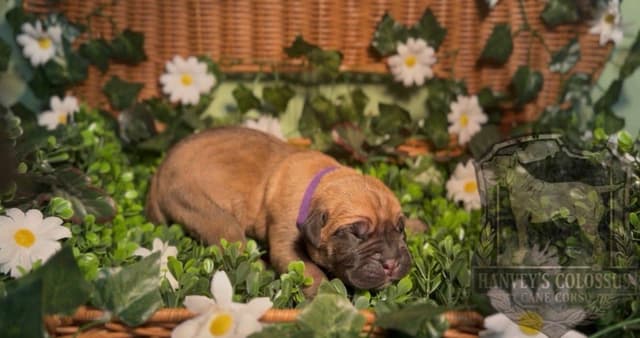 Cane Corso Puppies media 8