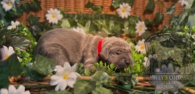 Cane Corso Puppies media 11