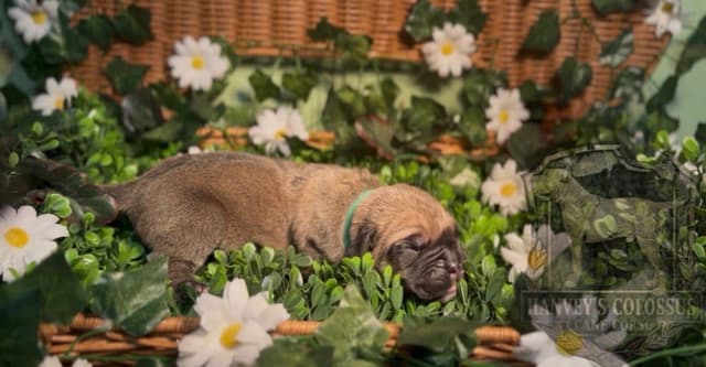 Cane Corso Puppies media 13