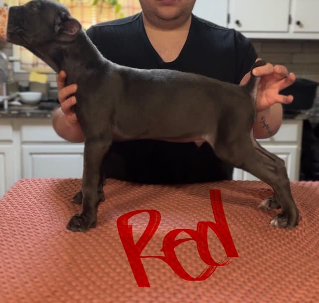 Cane Corso Puppies media 14
